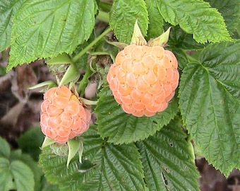 Himbeersamen Bündel: Mönchsgrasgrün, Herbstgold (3er Pack)