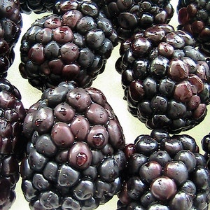 25 Thornless Blackberry Seeds