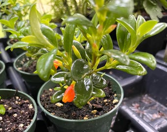 Goldfish Plant Starter -Nematanthus South American Basket or House Plant