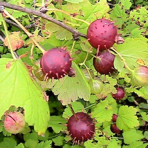 3 Pack Assortment of 15+Gooseberry Seeds -Eastern Prickly, Pixwell, and Black Gooseberry -Deer Plot