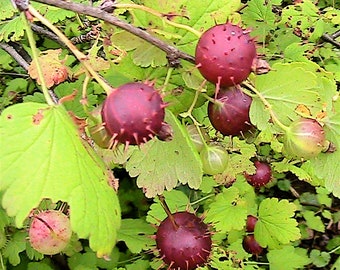 Gooseberry Seed Assortment: Eastern Prickly, Pixwell, Black - Deer Plot (15+ Seeds)
