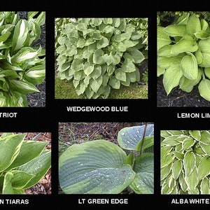 15+ Royal Mix Hosta Seeds -Seeds From My Plethora of Hosta Plants