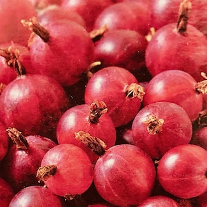 Puede incluir: Primer plano de un racimo de grosellas rojas maduras. Las bayas son lisas y brillantes, de un color rojo intenso.