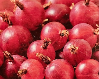 Hinnomaki Rote Stachelbeere Samen: Jelly & Pie Beeren (10 Samen)
