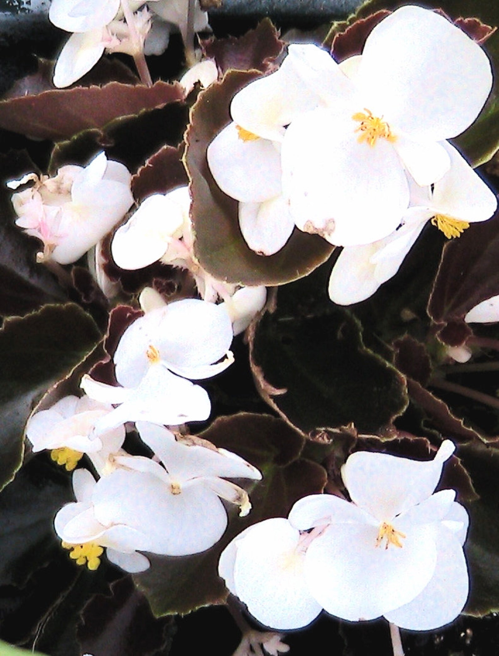 wax begonia water requirements wax begonia water requirements