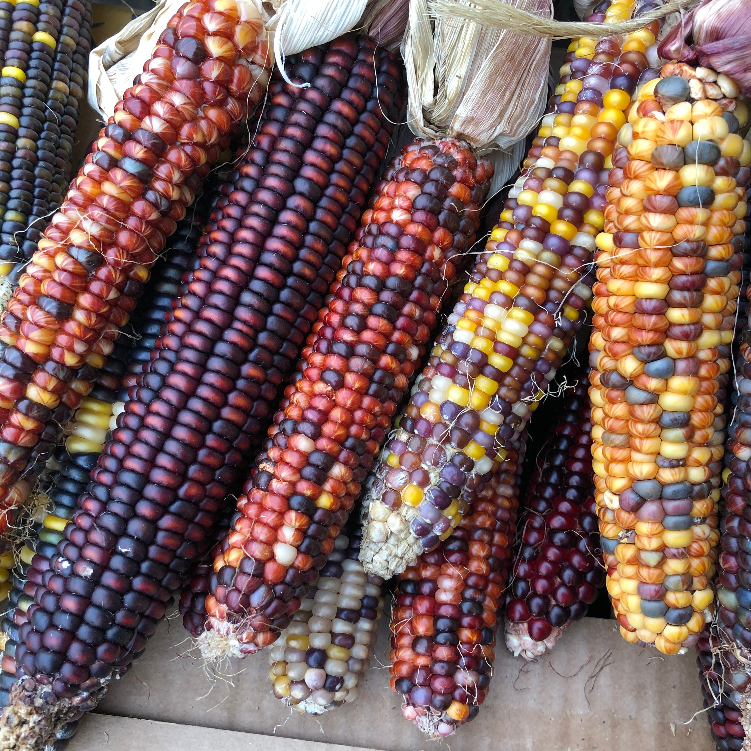 25 Erfstuk Mennonite Mix Flour Corn Seeds Mooie Etsy