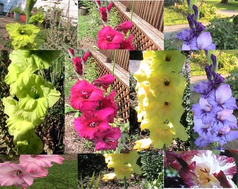 10 Gladiolus Seeds Mixed Colors -Open Pollinated Seeds Collected from 25 different plants