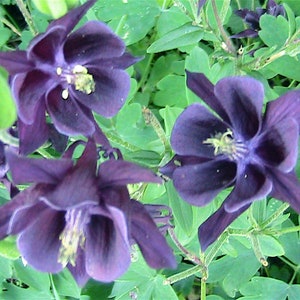 20 Blue Columbine Seeds