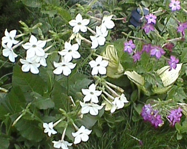 High-Quality Nicotiana Seeds Landscape Concept High-Quality Nicotiana Seeds Landscape Concept