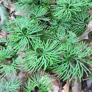 30 sporen van gondceder (lycopodium tristachyum)