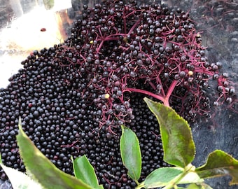 30 Black Elderberry &quot;Commodore&quot; Seeds -Sambucus Nigra