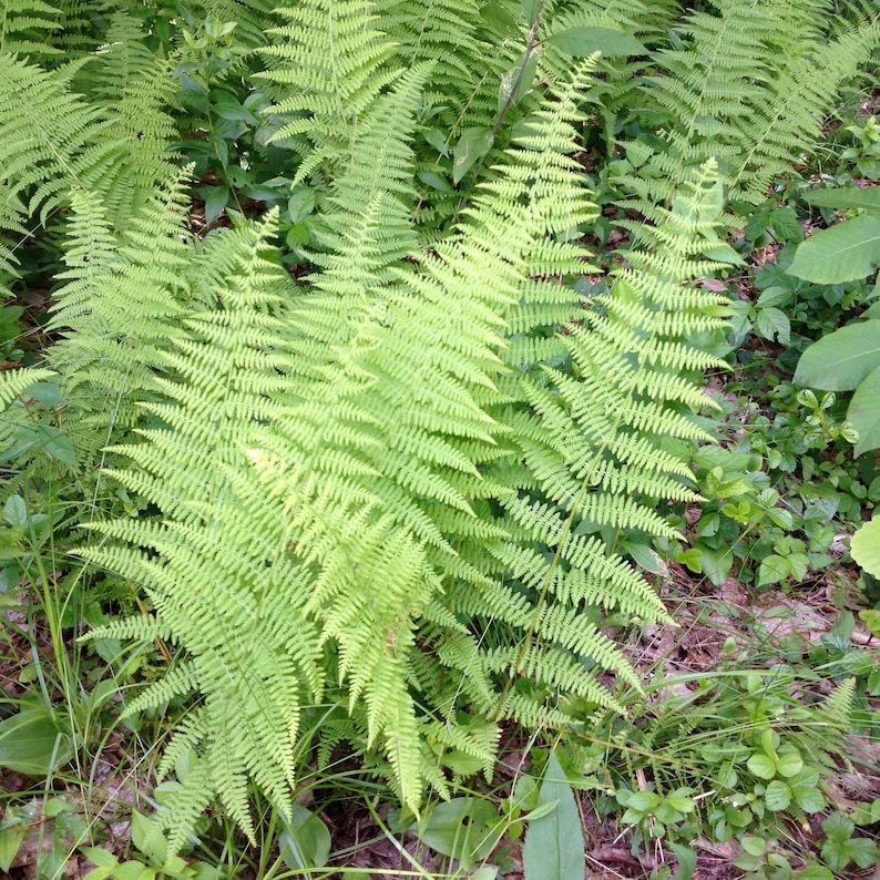 MagnoliazTree Marginal Woodfern Spores