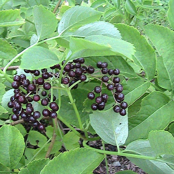 50 American Sambuca Elderberry Seeds