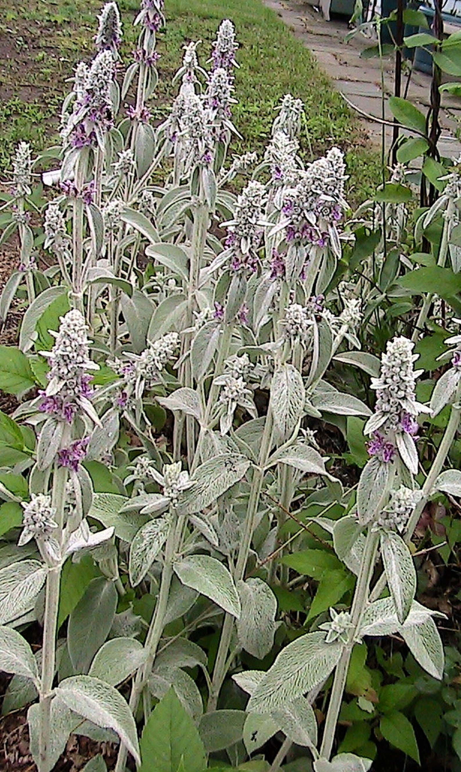 15 Lamb's Ear Seeds Stachys Byzantia Etsy