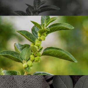10 Ashwagandha Seeds -Witania Somnifera image 2