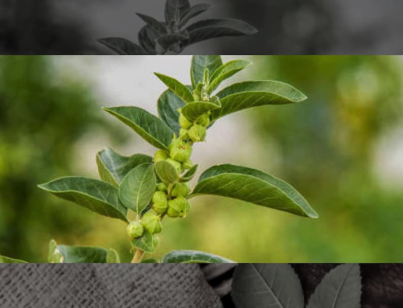 10 Ashwagandha Seeds -Witania Somnifera image 2