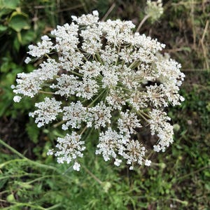 10 Queen Anne&#39;s Lace Dausuc Carrota Wildflower Seeds