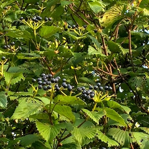 5 Arrow Wood Viburnum Viburnum dentatum Seeds