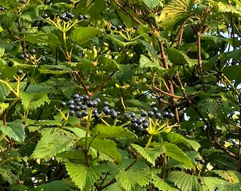 5 Arrowood Viburnum Viburnum dentatum Seeds