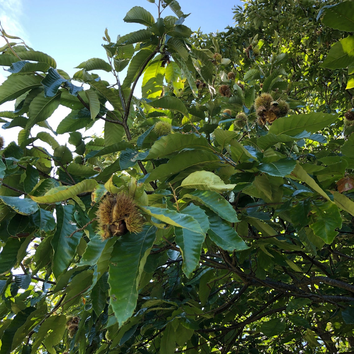 Sweet Chestnut Tree Seedling Hardwood Edible Nut Bearing Tree Etsy