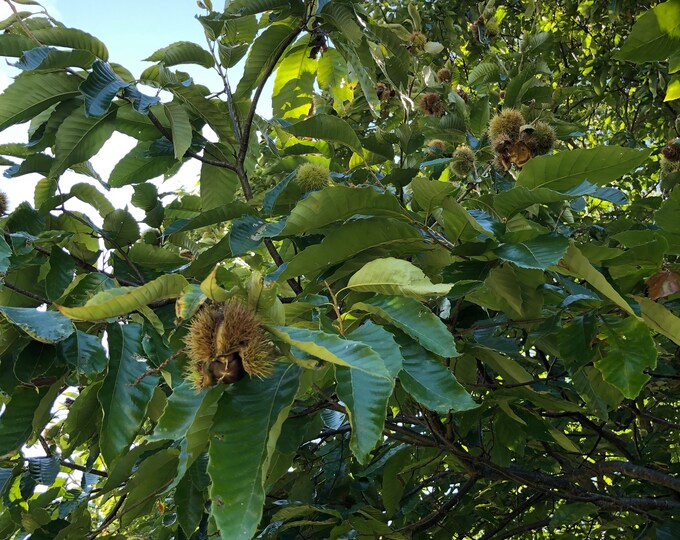 5 Hybrid Dunstan Chestnut Tree Seeds hardwood Edible Nut Bearing Tree