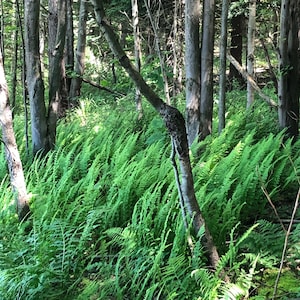 Peut inclure: Une scène de forêt luxuriante avec de grands arbres élancés et des fougères vertes vibrantes couvrant le sol. Les fougères créent une couche dense et texturée, avec la lumière du soleil filtrant à travers la canopée, créant un paysage naturel et verdoyant.