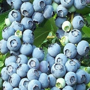 15 Seeds Rabbiteye Blueberry Seeds