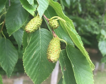 30 Sweet Birch Seeds -Betula Lenta