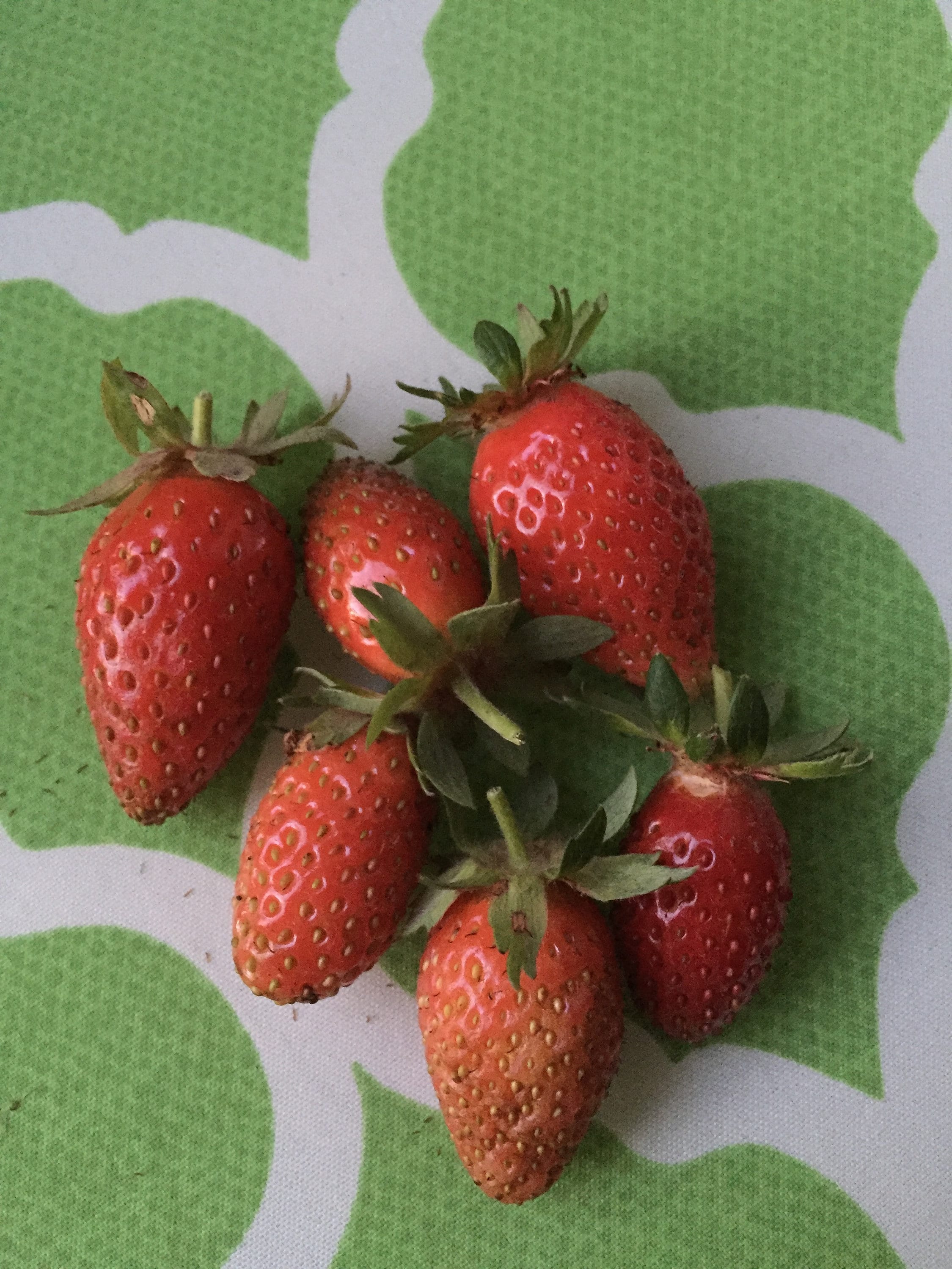 Giant Strawberry Seeds - Etsy Australia