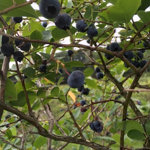 25 Wild Blueberry Seeds