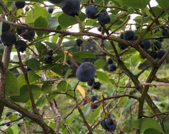 25 Wild Blueberry Seeds