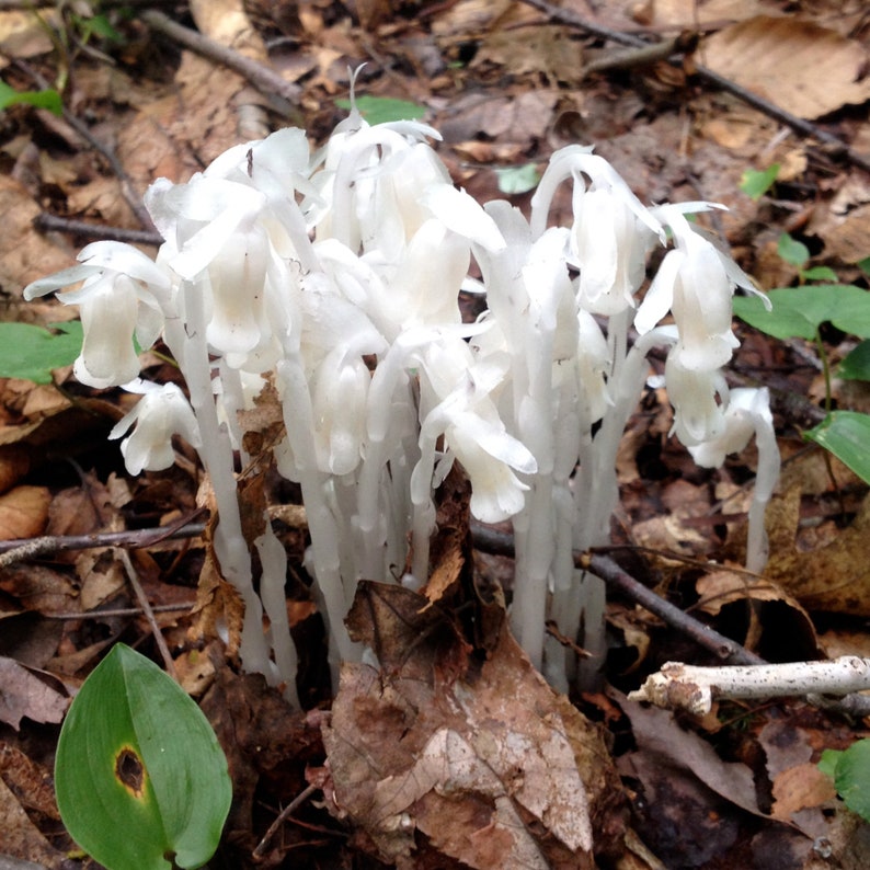 Indian Pipe Monotropa Uniflora Seeds Ghost Plant Native Etsy
