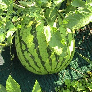 15 Gelbe Puppe Persönliche Wassermelone Kerne -Frucht Rebe