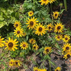 10+ Black Eyed Susan Rudbeckia Seeds