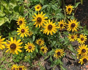 10+ Black Eyed Susan Rudbeckia Seeds