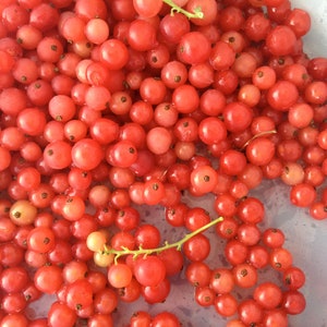 5 Pack Currant Seeds Gift Bundle  Red Lake, Black Consort, Champagne White, Euro Black, and Yellow Flowering Black Currant