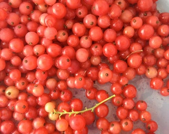 Heirloom Currant Seeds Gift Bundle: Red Lake, Black Consort, Champagne White