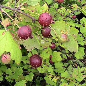 30+ Eastern Prickly Gooseberry Seeds -Native Wild Plant Natural Deer Forage