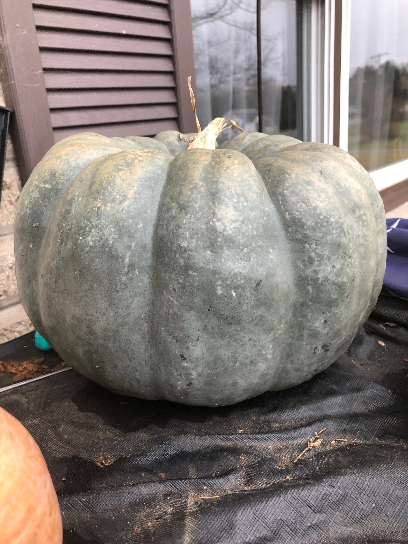 5 Jarrahdale Pumpkin Seeds Etsy