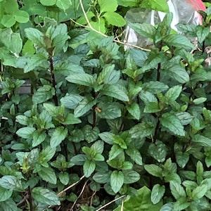 Chocolate Mint Plant 3&quot; Starter Plant