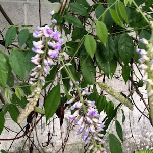 5 American Wisteria Seeds -Wisteria Frutescens