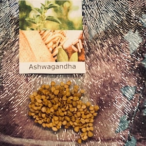 Plus de 20 graines d'Ashwagandha -Witania Somnifera
