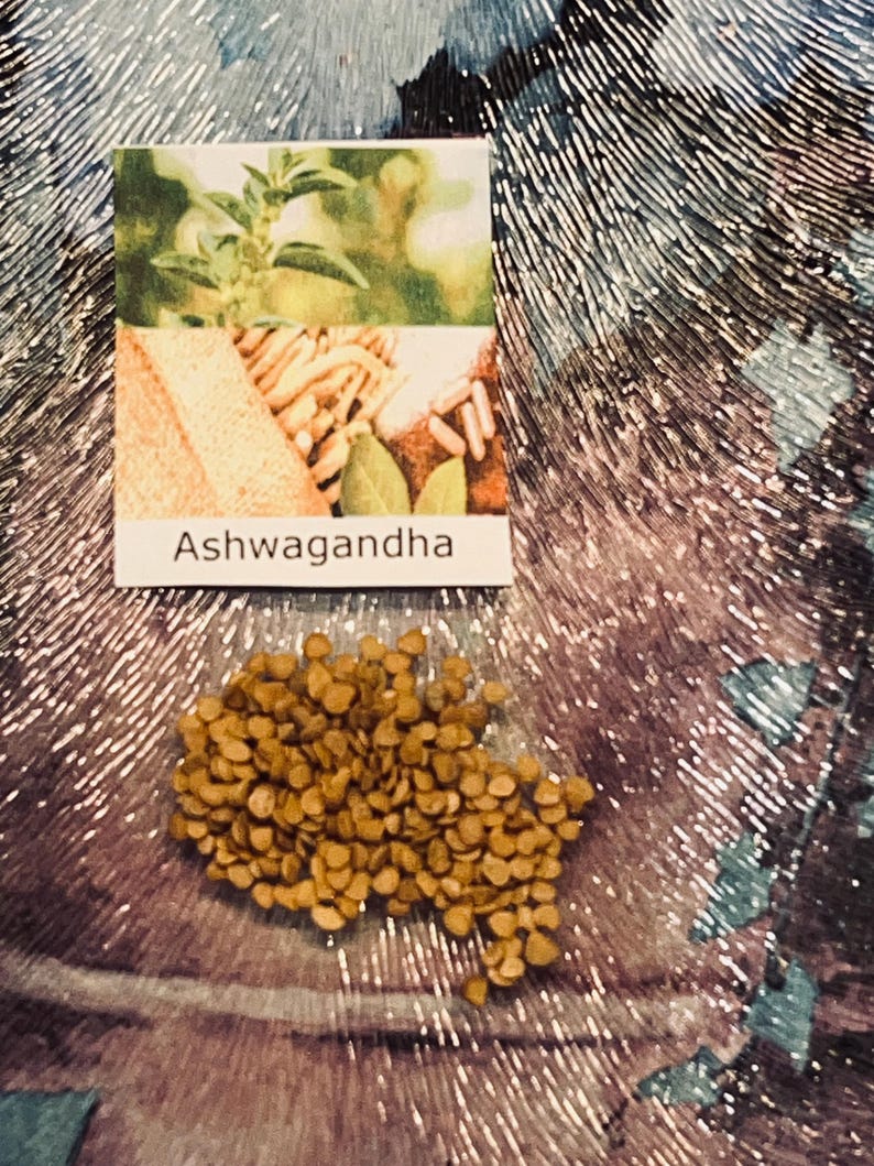 10 Ashwagandha Seeds -Witania Somnifera image 1