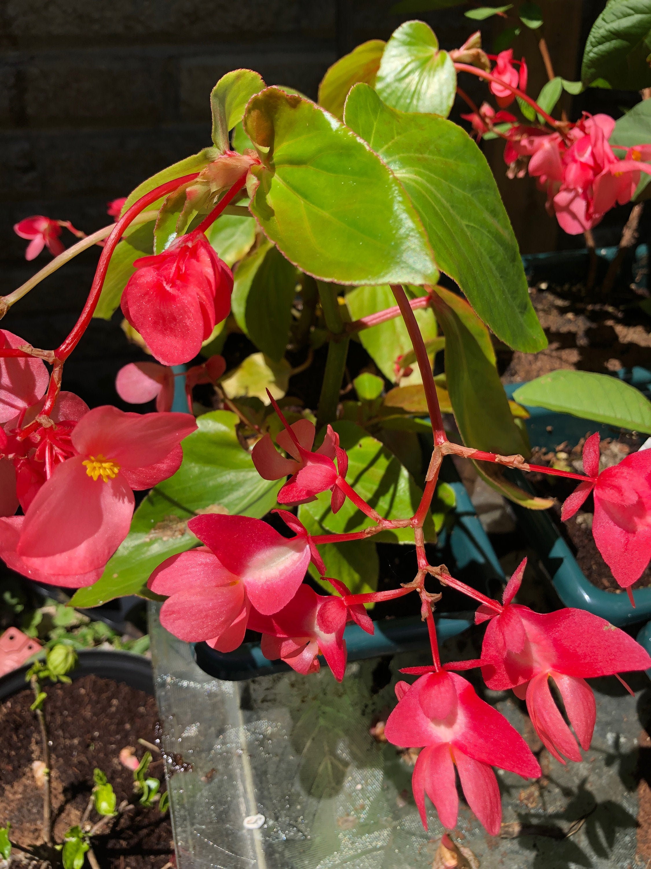 Beautiful Angel Wing Begonias for sale Only 4 left at 60