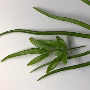 Puede incluir: Primer plano de un helecho verde con frondas largas y delgadas y una sola fronde más grande con múltiples folíolos.