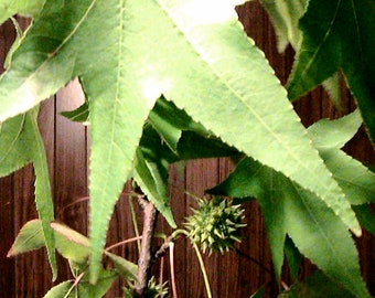 5 American Sweet Gum Tree Seeds -Liquidambar Styraciflua