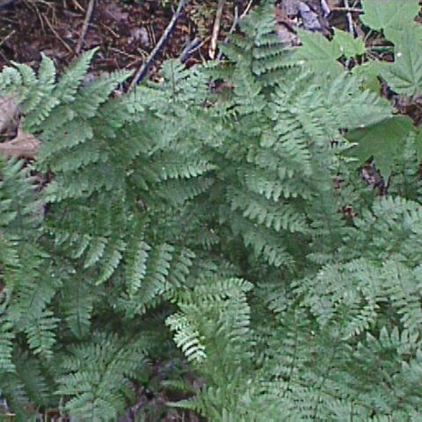 500 Lady Fern Spores/Seeds-Anthyrium Filix-femina