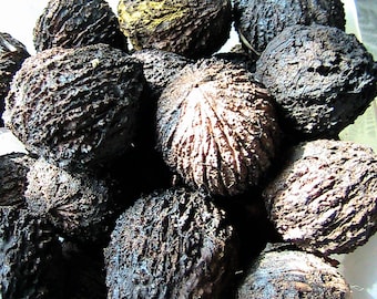 Black Walnut Tree 3 Seeds -Already Cold Stratified