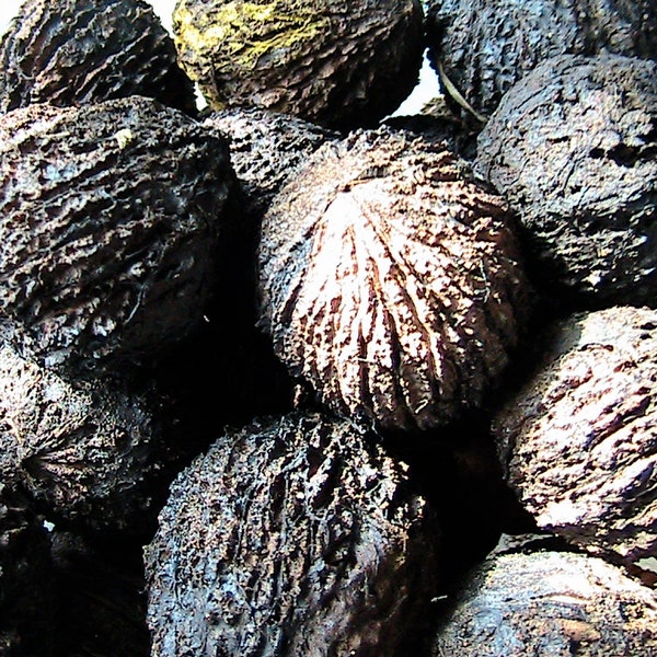 5 Juglans Nigra Black Walnut Seeds -Pre Stratified