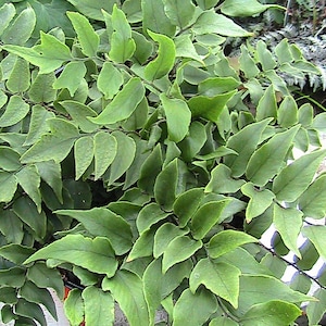 Clivicola Fern Spores/Seeds-Cyrtomium Fortunei Var Clivicola Z5b